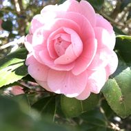 紫陽花