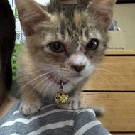 にゃん
