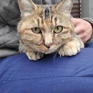 TOMO 