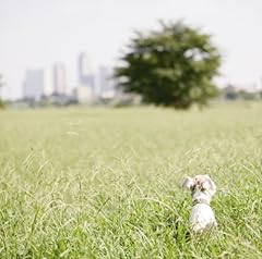 フラワーカンパニーズ 東京タワー 歌詞 歌ネット